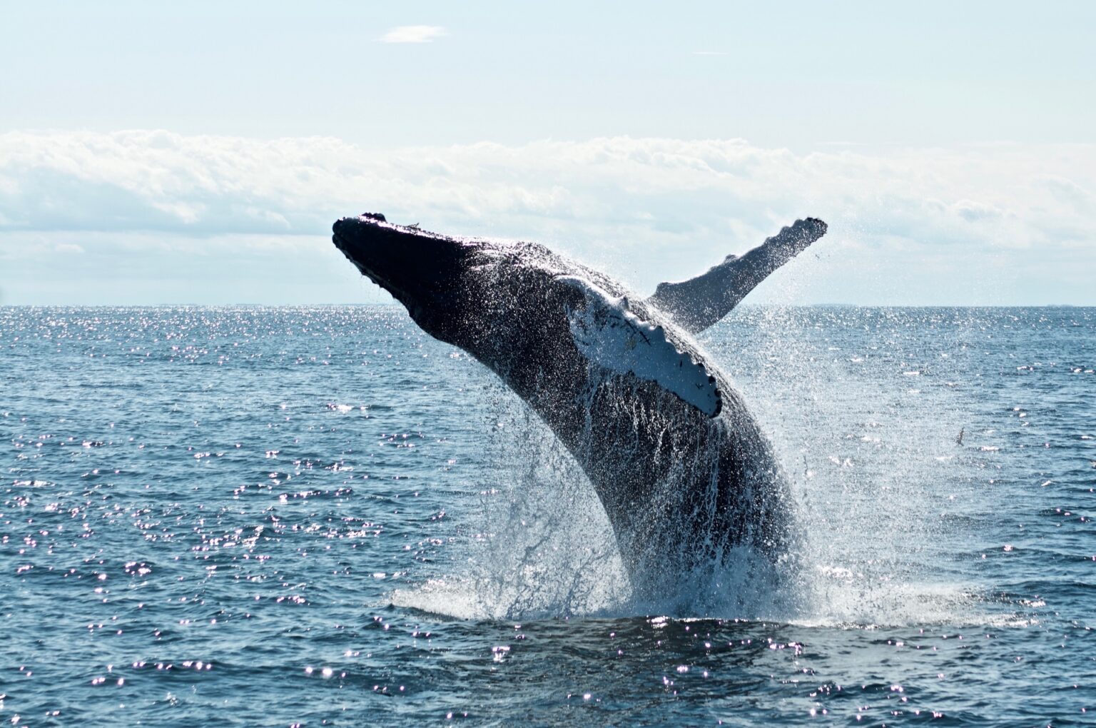 Whales Withdraw $64 Million ETH From Exchanges, Bullish Sign?