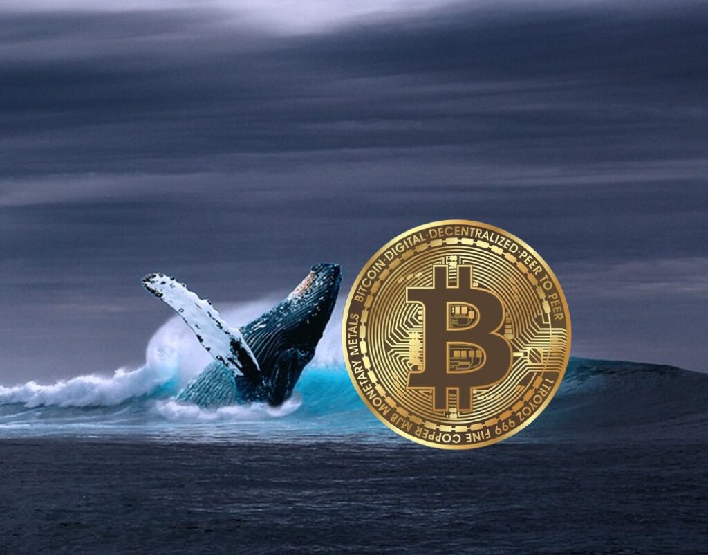 Bitcoin Whales Keep Constructive Accumulation Habits Forward Of 2024 Halving: Santiment
