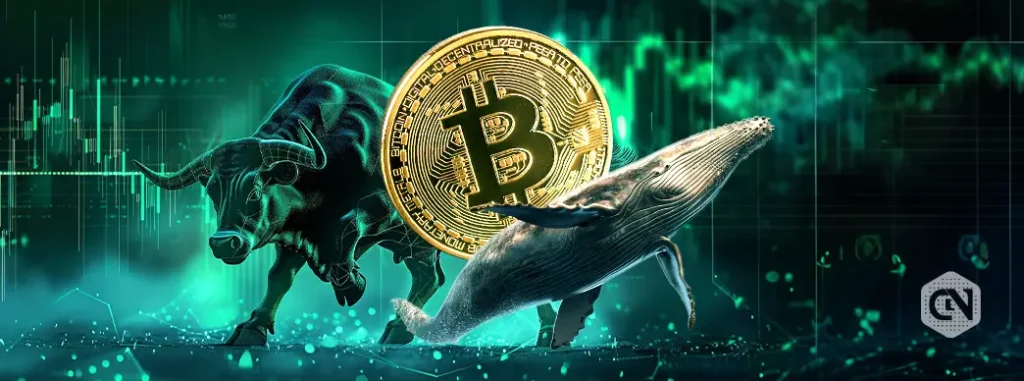 Bitcoin Accumulation Spree, Meet the Whale Who’s Shopping for!